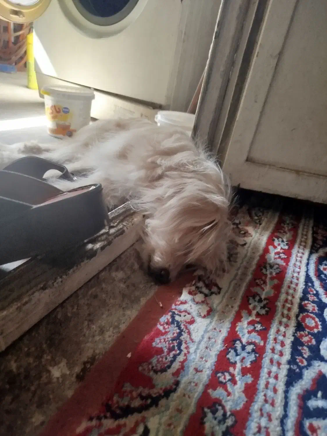 سگ گمشده|سگ|دزفول, |دیوار