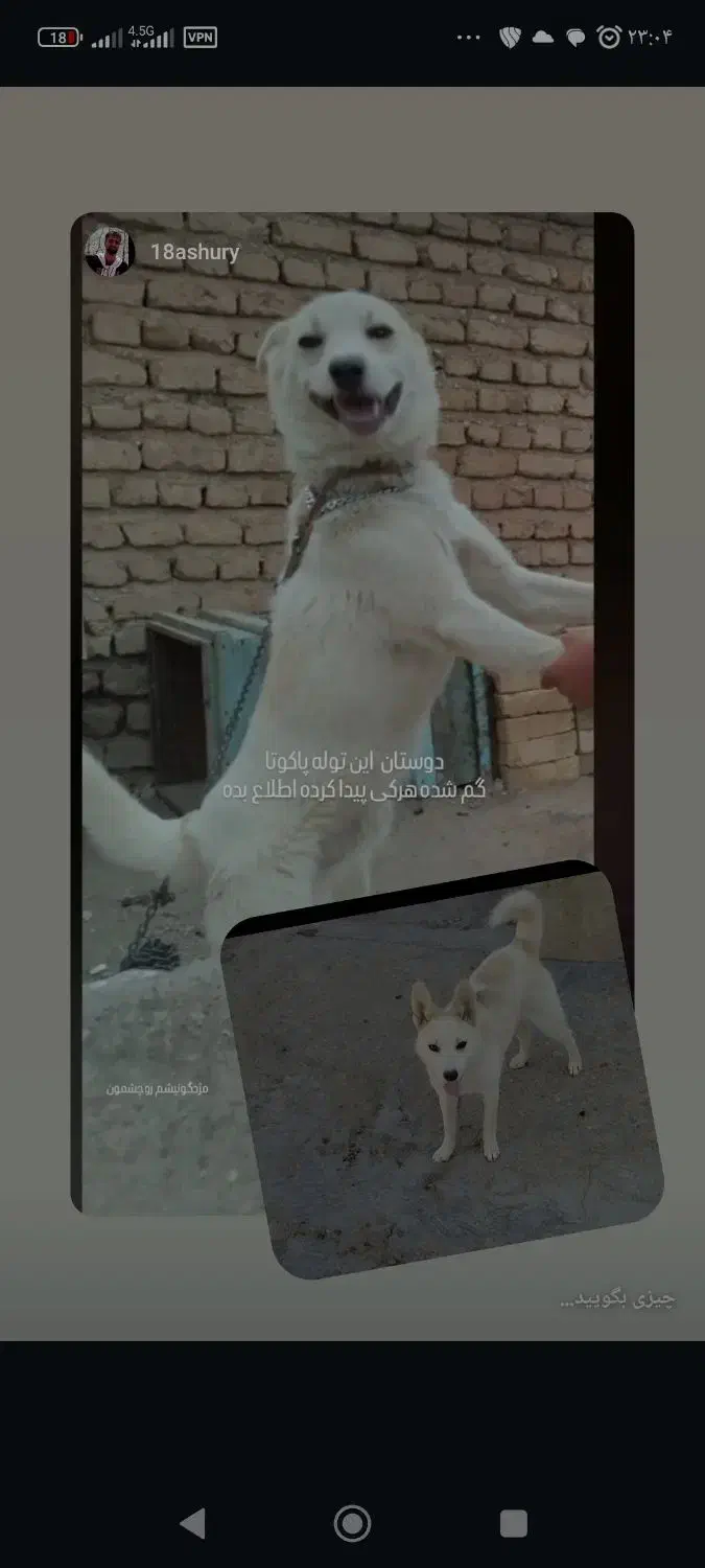 گمشده|حیوانات|تاکستان, |دیوار