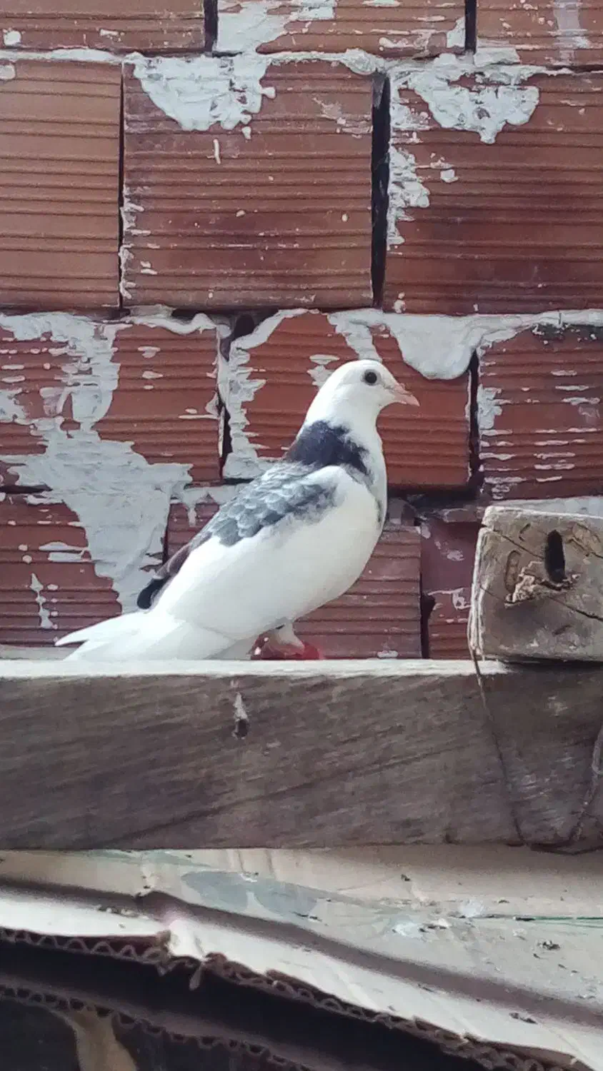 کفتر|پرنده|قرق, |دیوار