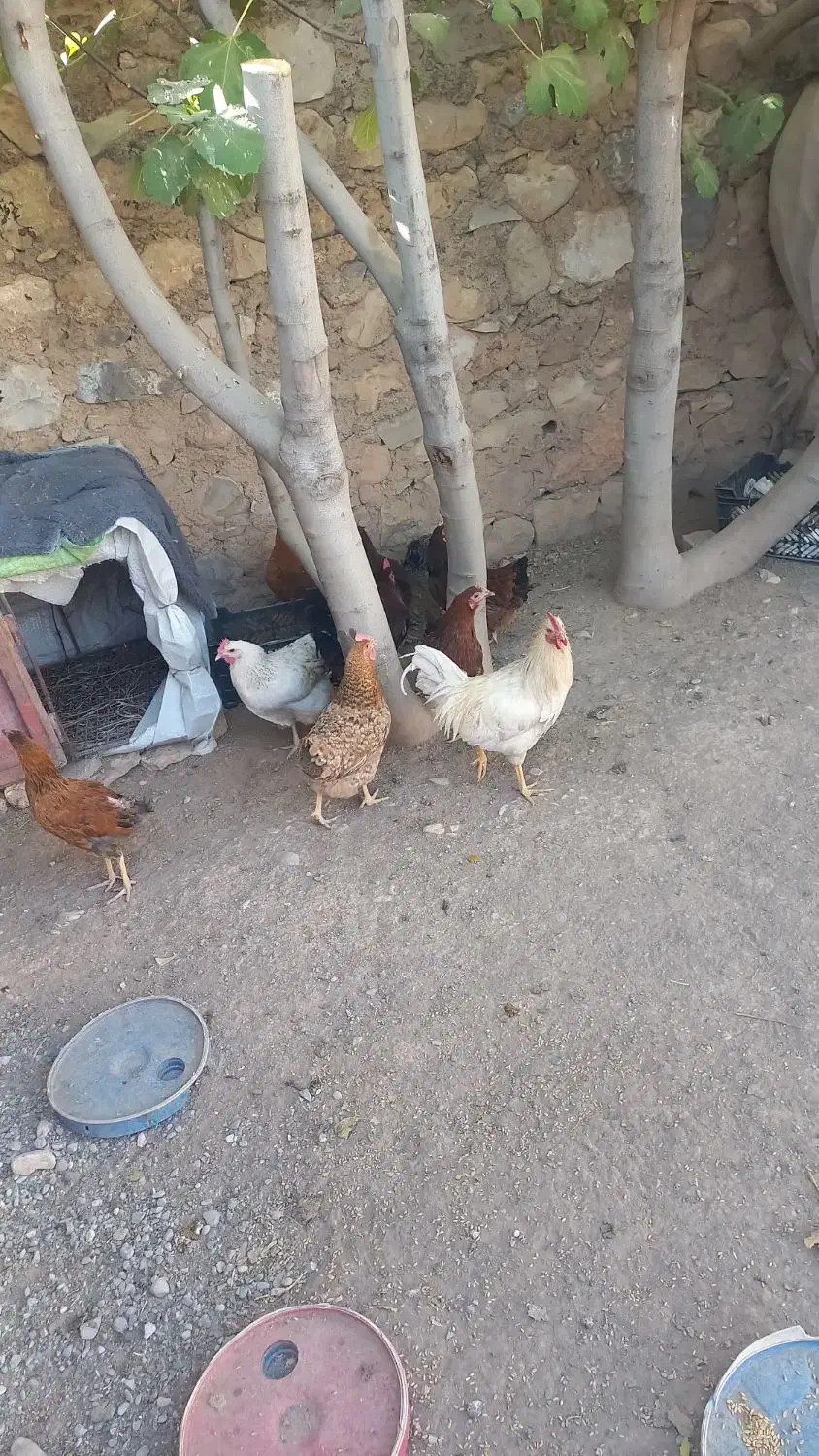 مرغ وخروس|حیوانات مزرعه|بدره, |دیوار