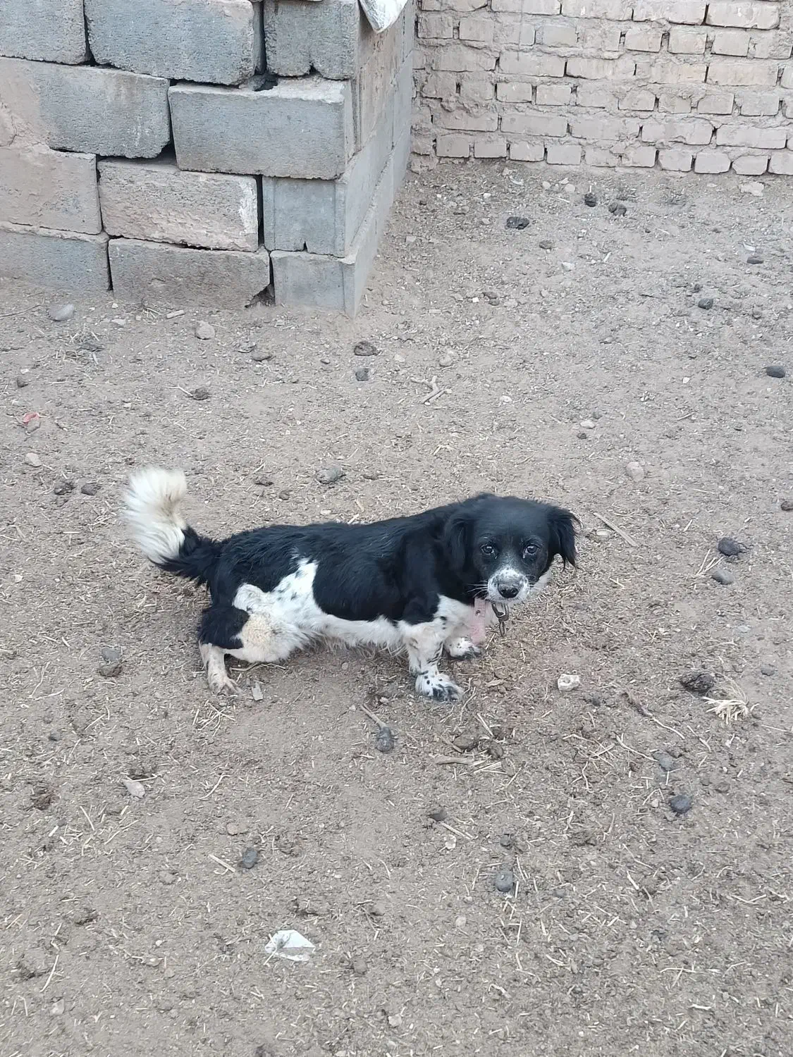 فروش سگ قیمت ۵۰۰تومان|سگ|یزد, |دیوار