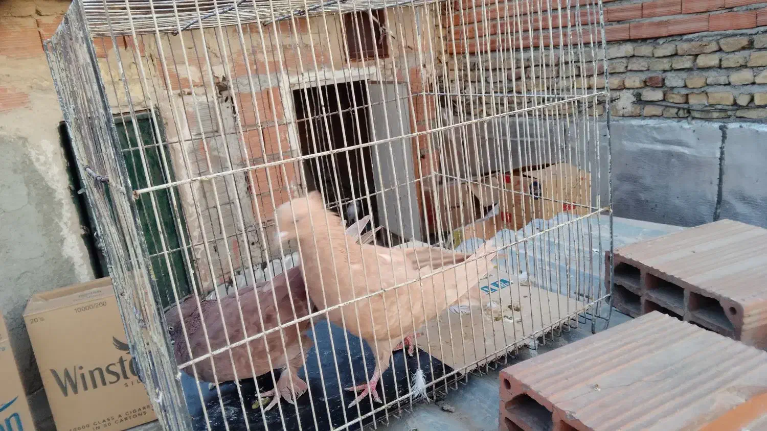 کبوتر پرشی سید|پرنده|بومهن, |دیوار