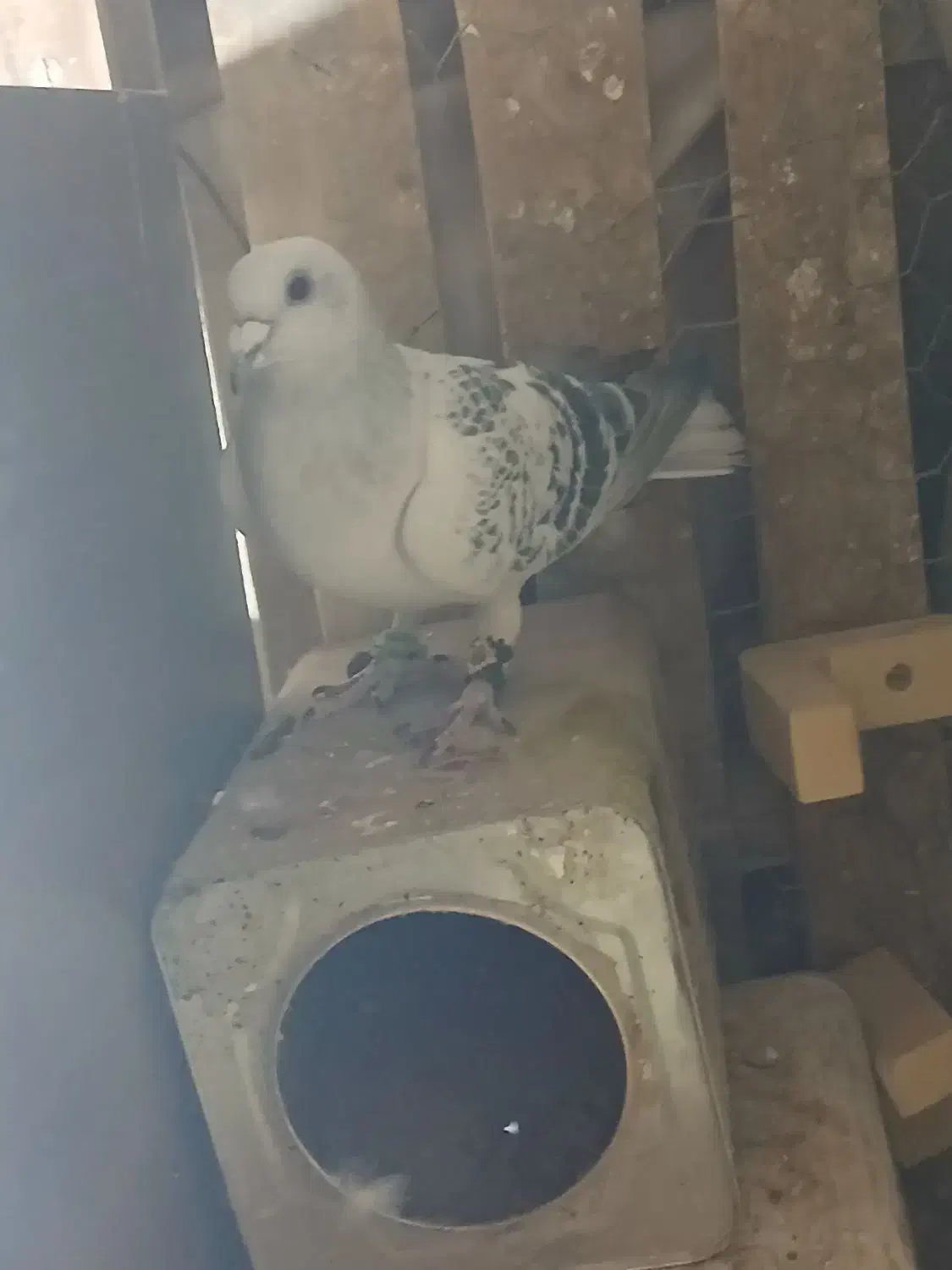 شامی درشت|حیوانات|رفسنجان, |دیوار