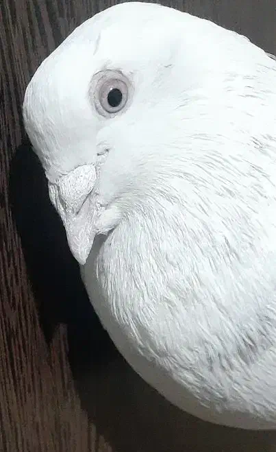 کبوتر پرشی|پرنده|کرج, بنیاد|دیوار