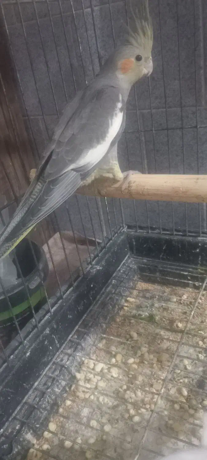 عروس هلندی|پرنده|پاکدشت, حصار امیر|دیوار