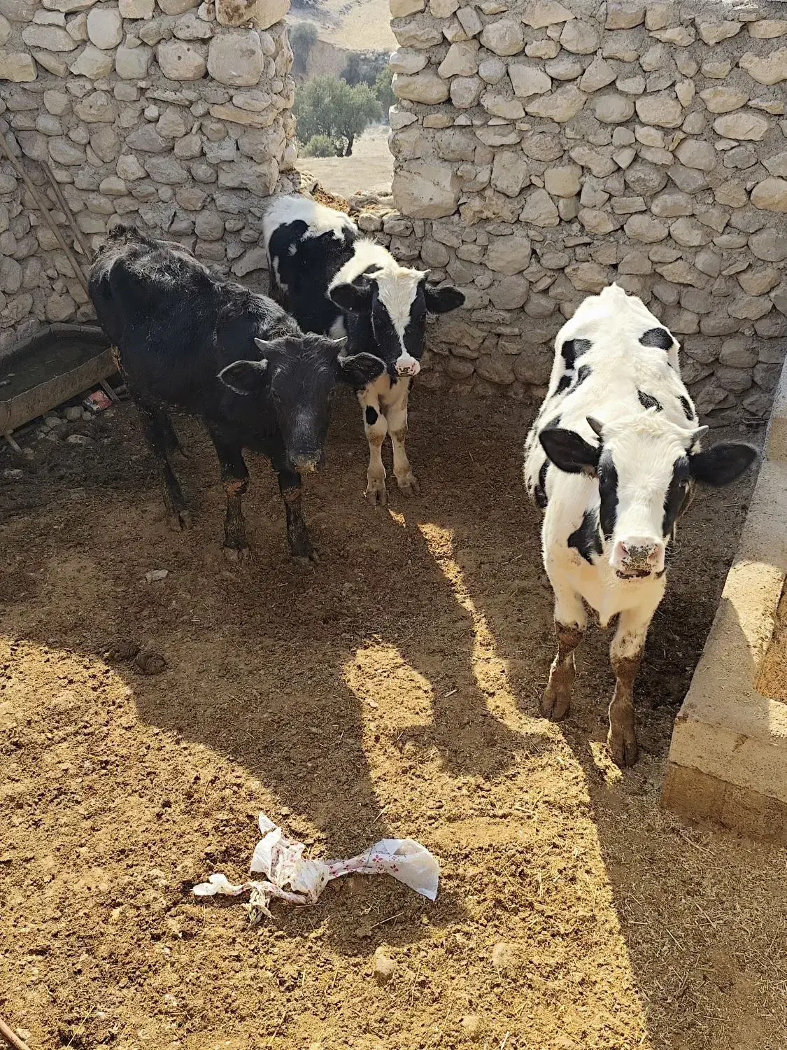 گوساله نر|حیوانات مزرعه|دهدشت, |دیوار