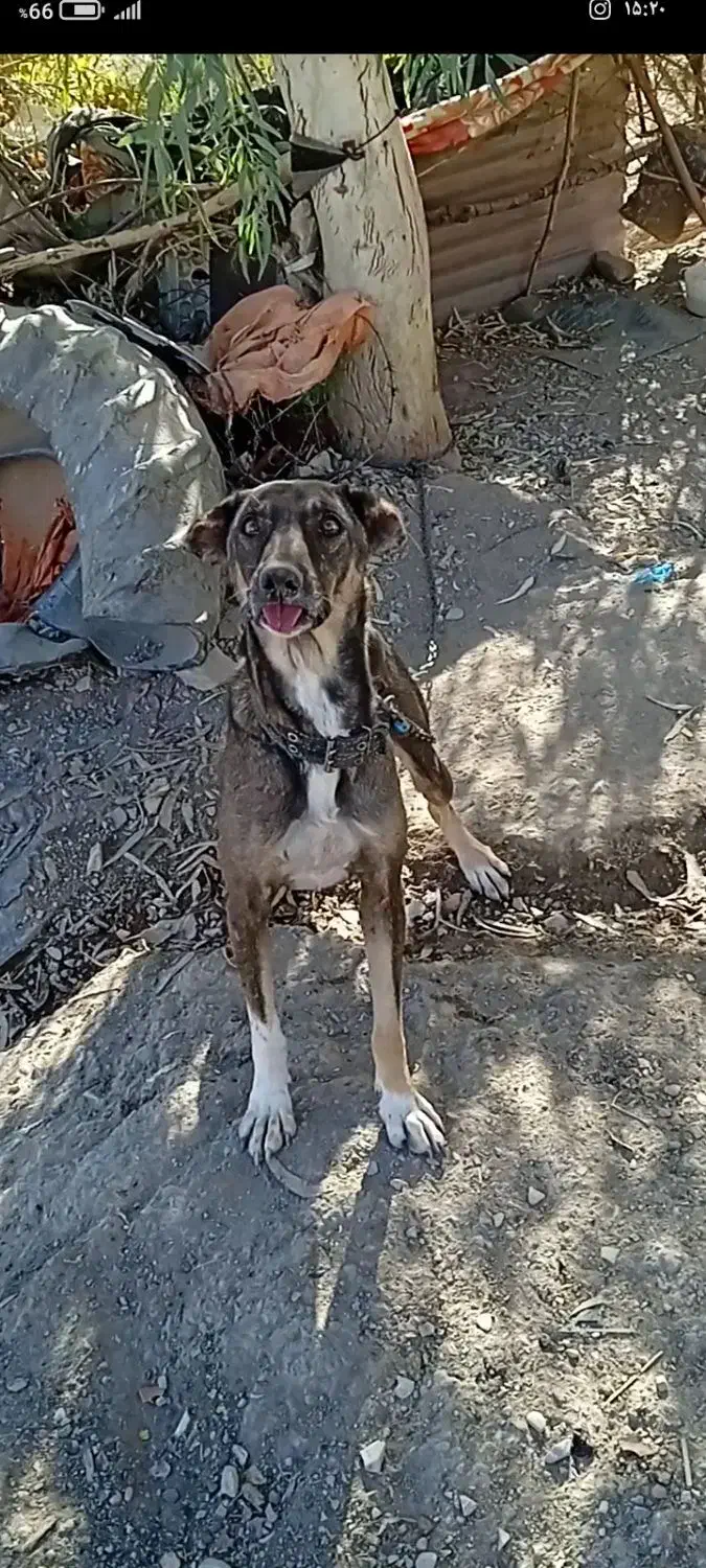 واگزاری سگ|سگ|صالح آباد (ایلام), |دیوار