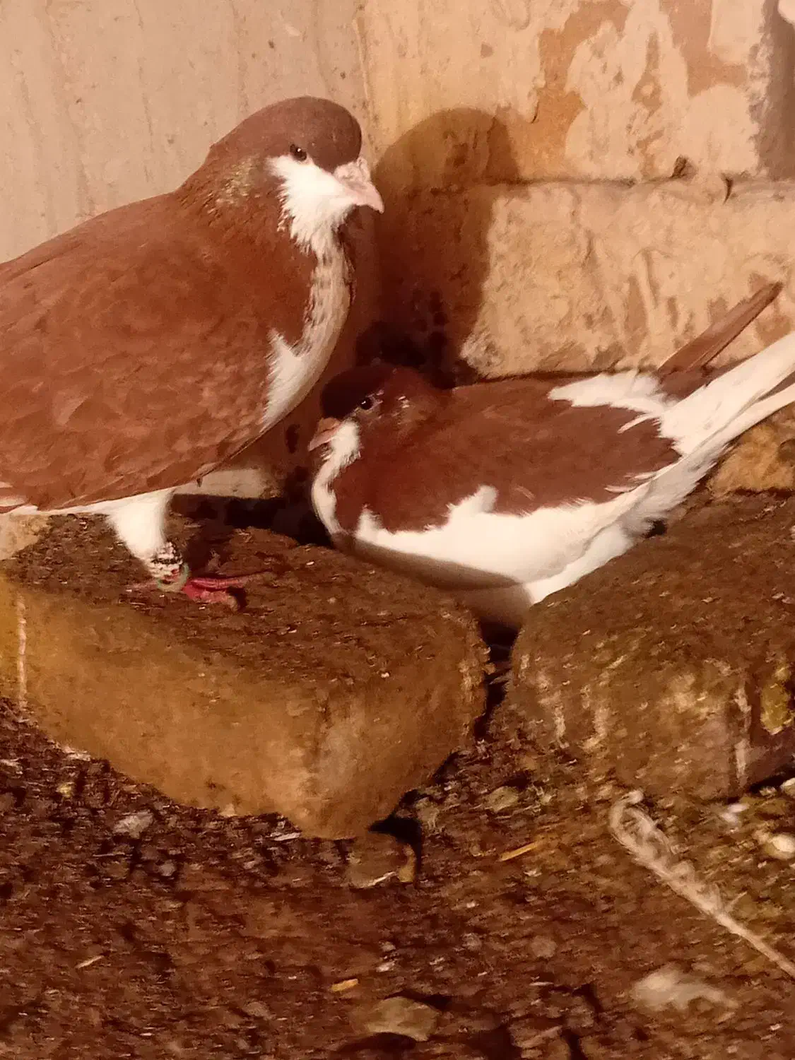 پرنده|پرنده|تربت‌حیدریه, منظر|دیوار