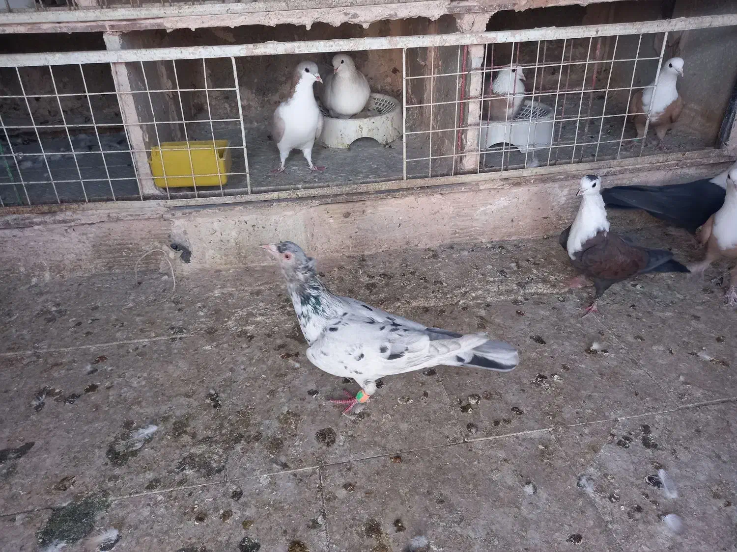 یک عدد هفرنگ ماده|پرنده|سبزوار, جهاد کشاورزی|دیوار