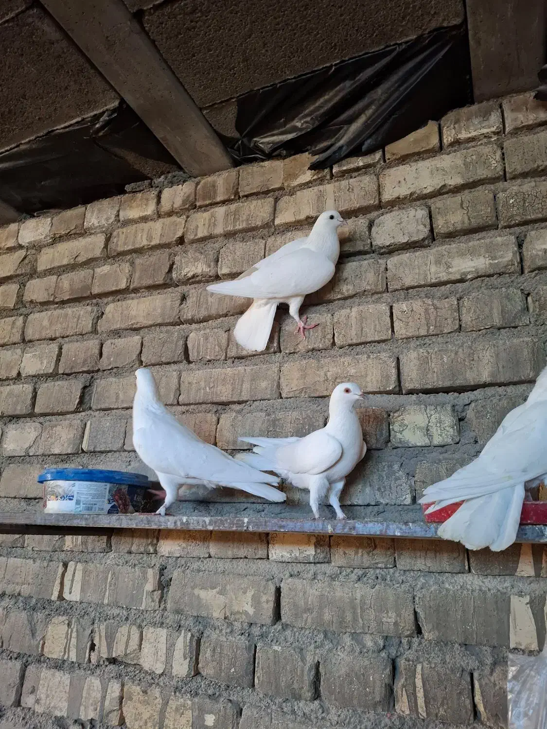 کبوتر|پرنده|حبیب آباد, |دیوار