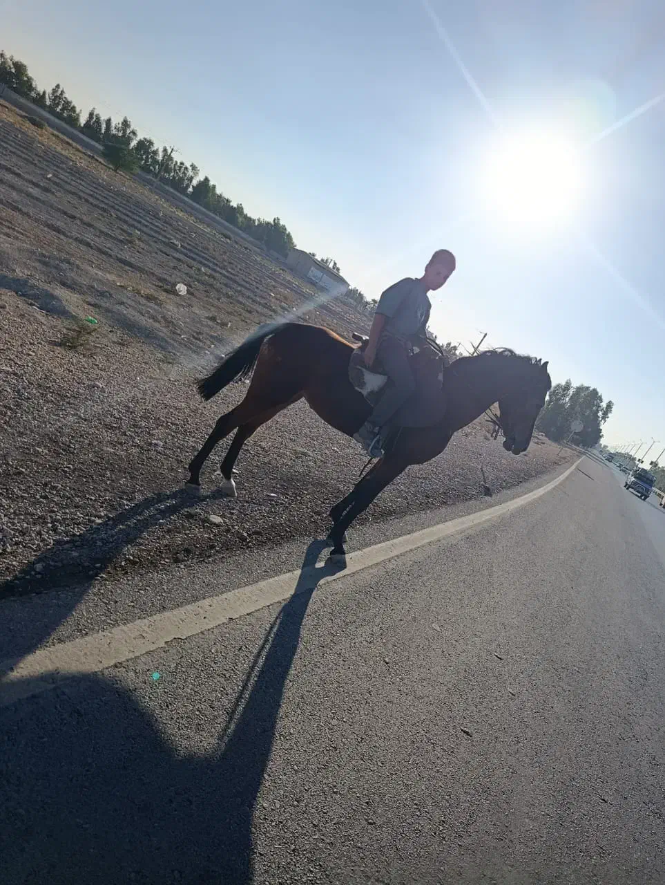 فروش اسب مادیون|اسب و تجهیزات اسب‌سواری|رامهرمز, |دیوار