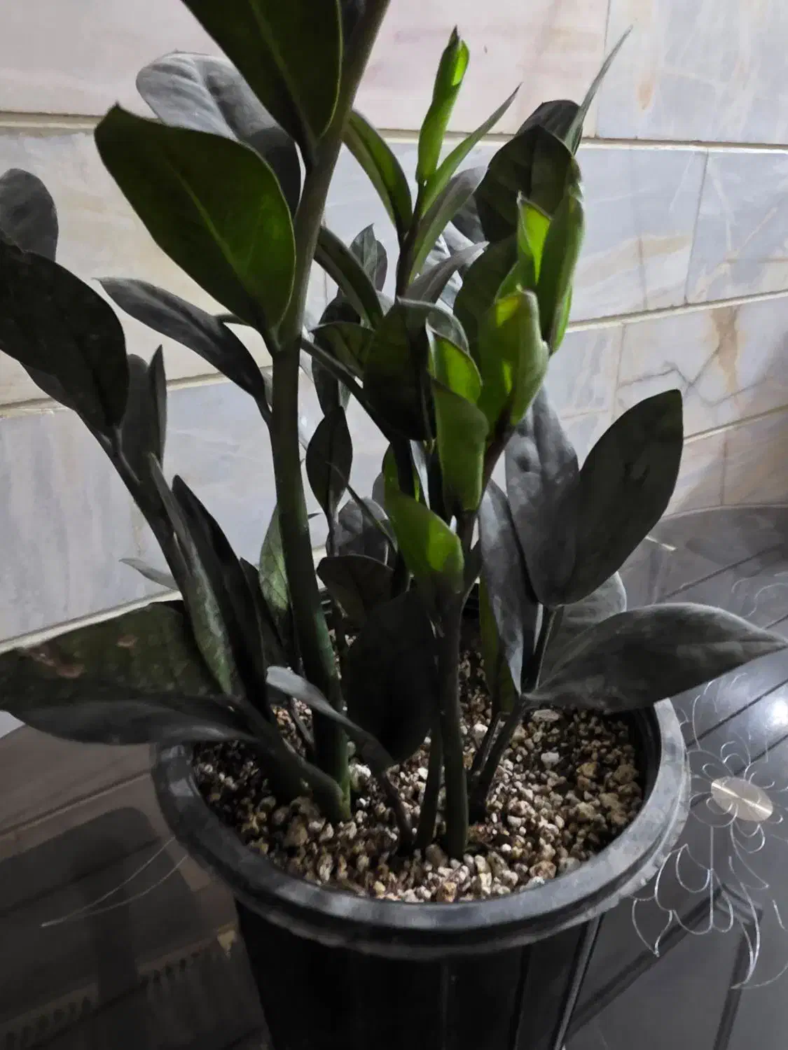 زامو سوپر بلک|گل و گیاه طبیعی|میبد, |دیوار