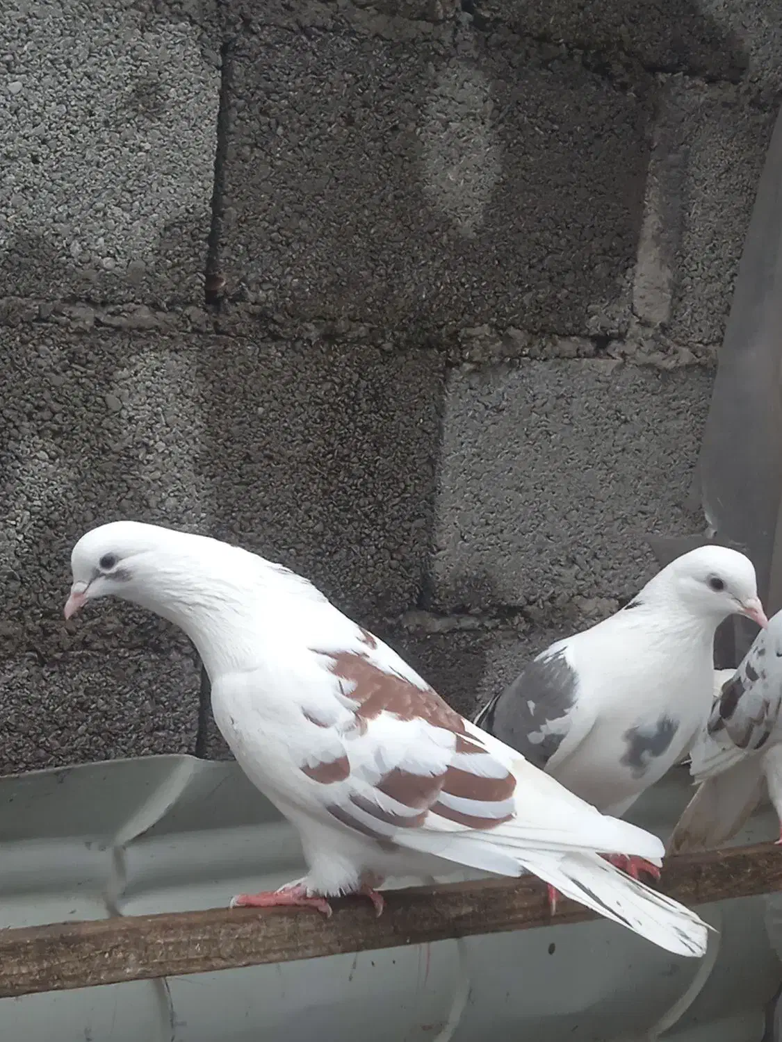 کبوتر|پرنده|رشت, آتشگاه|دیوار