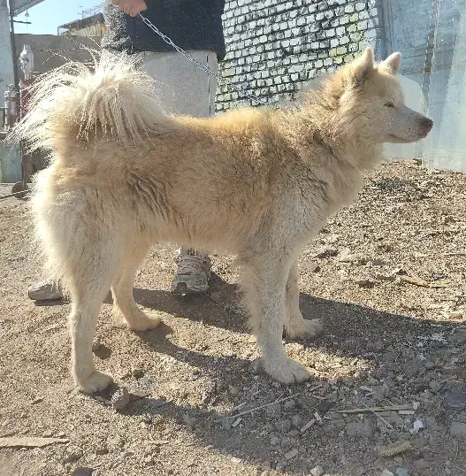 هاسکی|سگ|جوادآباد, |دیوار