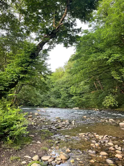 کلبه جنگلی|اجارهٔ کوتاه‌مدت ویلا و باغ|رشت, حومه رشت|دیوار