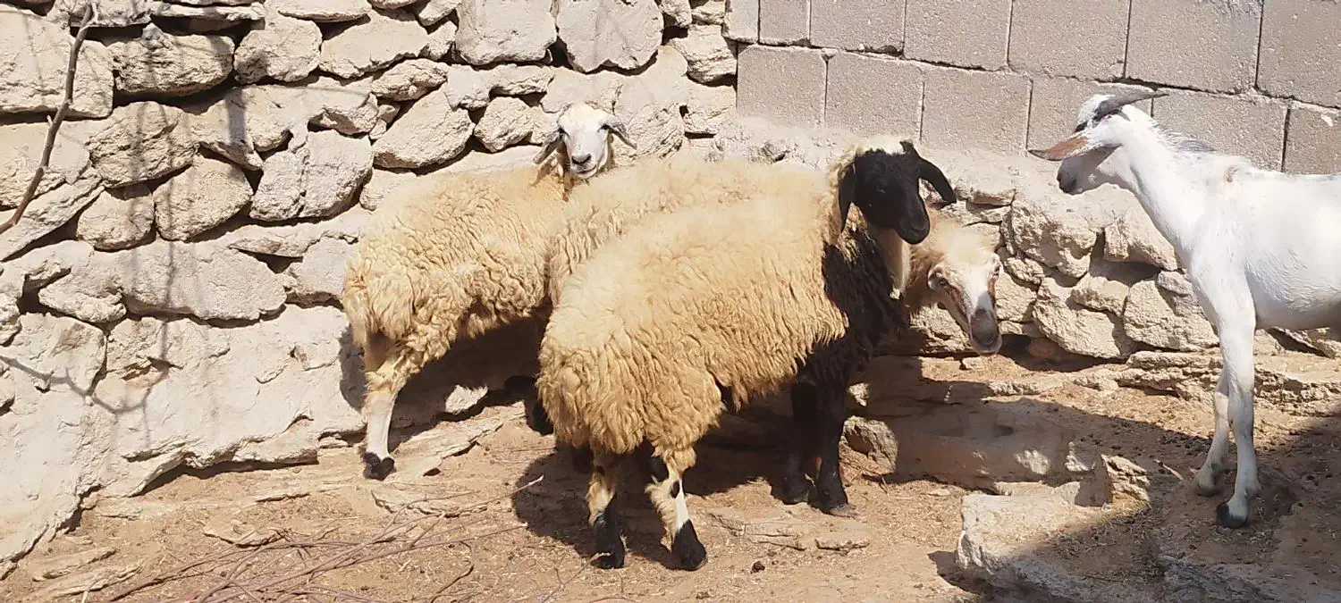 بره نر و ماده|حیوانات مزرعه|قشم, |دیوار