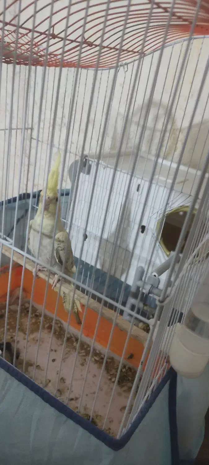 عروسی هلندی ماده باقفس|پرنده|اردبیل, |دیوار