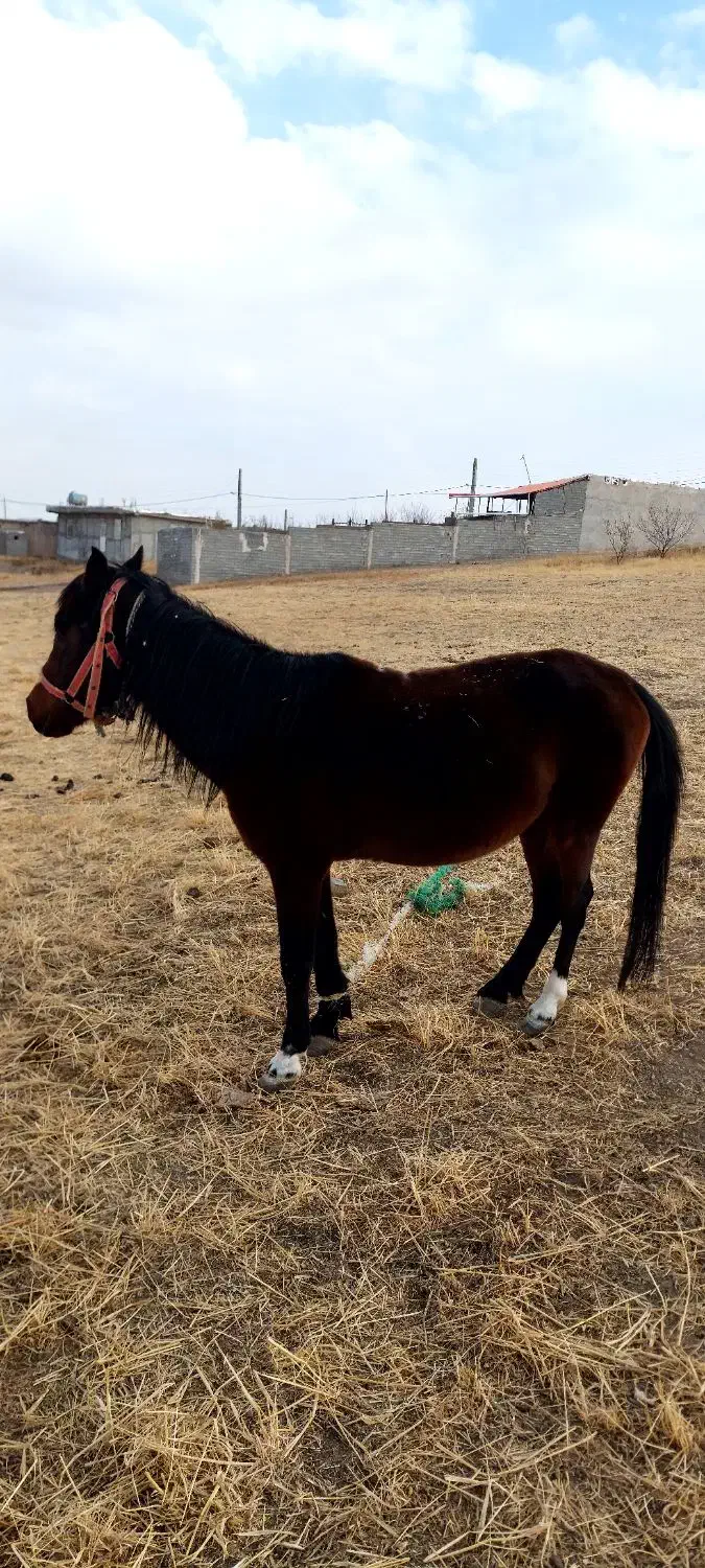 اسب نر|اسب و تجهیزات اسب‌سواری|ترکمانچای, |دیوار