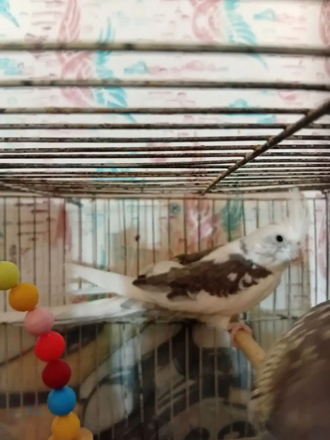 عروس هلندی دوکت نر|پرنده|سبزوار, کهنه آب|دیوار