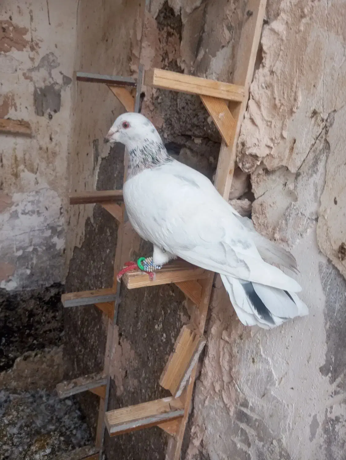 کبوتر هفرنگ پرشی ضربه به شرط پرش نر|پرنده|سبزوار, فرهنگیان|دیوار