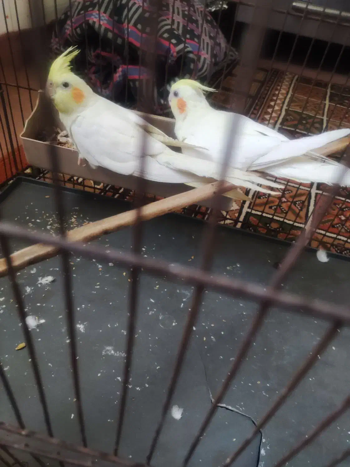 جفت عروس هلندی یک ساله آماده|پرنده|اهواز, فولاد|دیوار