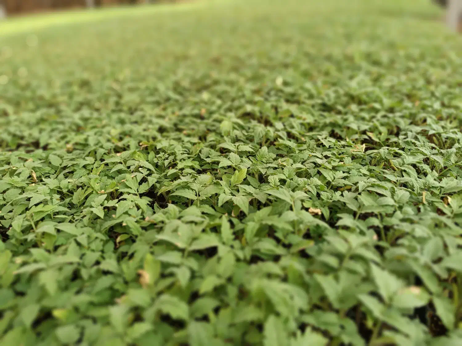 نشا گرجه 8320دستگیر ونشا گرجه 4129درختی دستگیر|خدمات باغبانی و درختکاری|کاکی, |دیوار