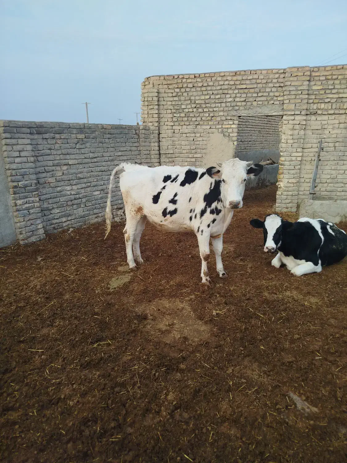 گاو|حیوانات مزرعه|چناران, |دیوار