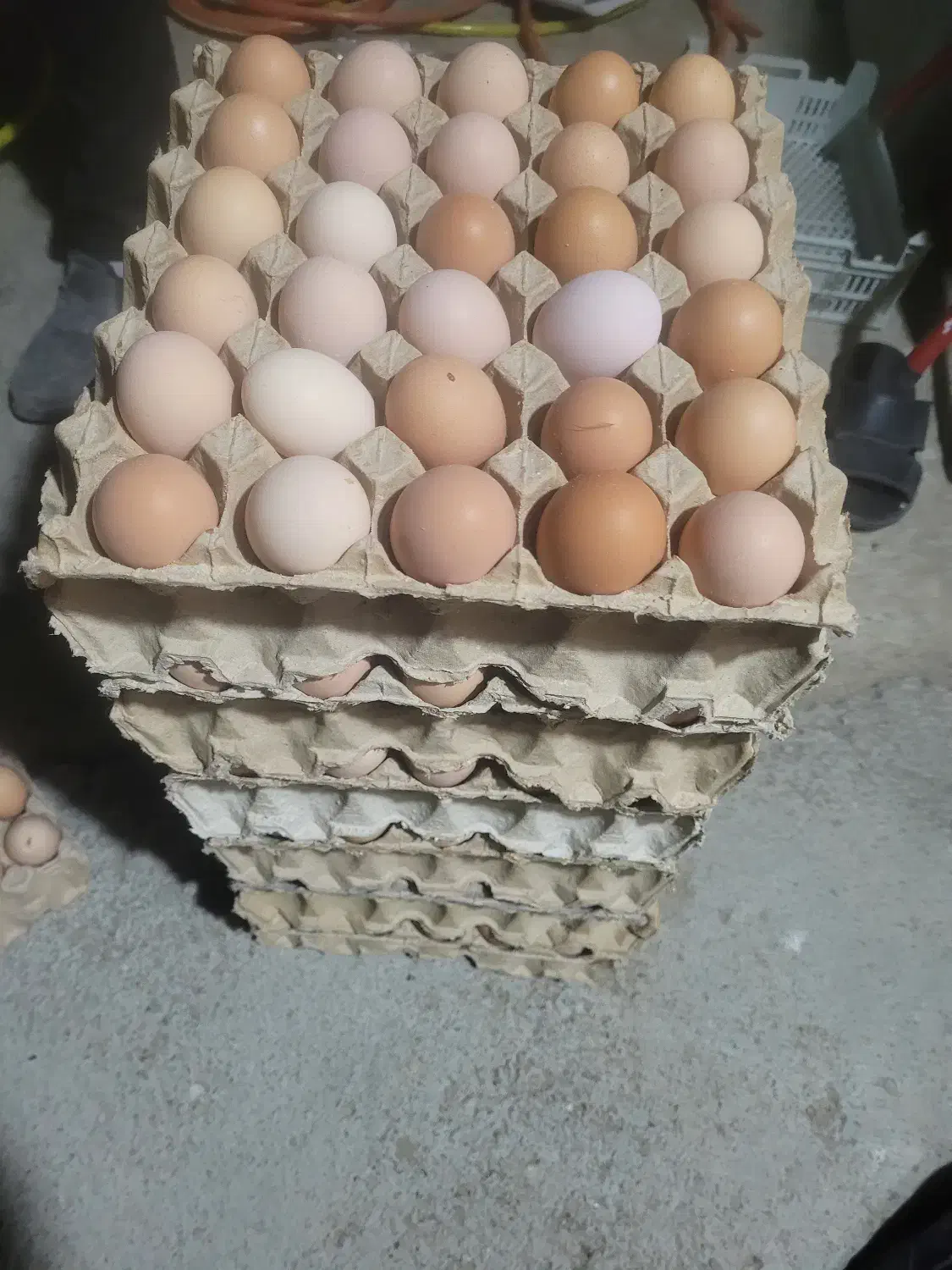 تخم مرغ محلی زرده طلا|خوردنی و آشامیدنی|نوشین شهر, |دیوار