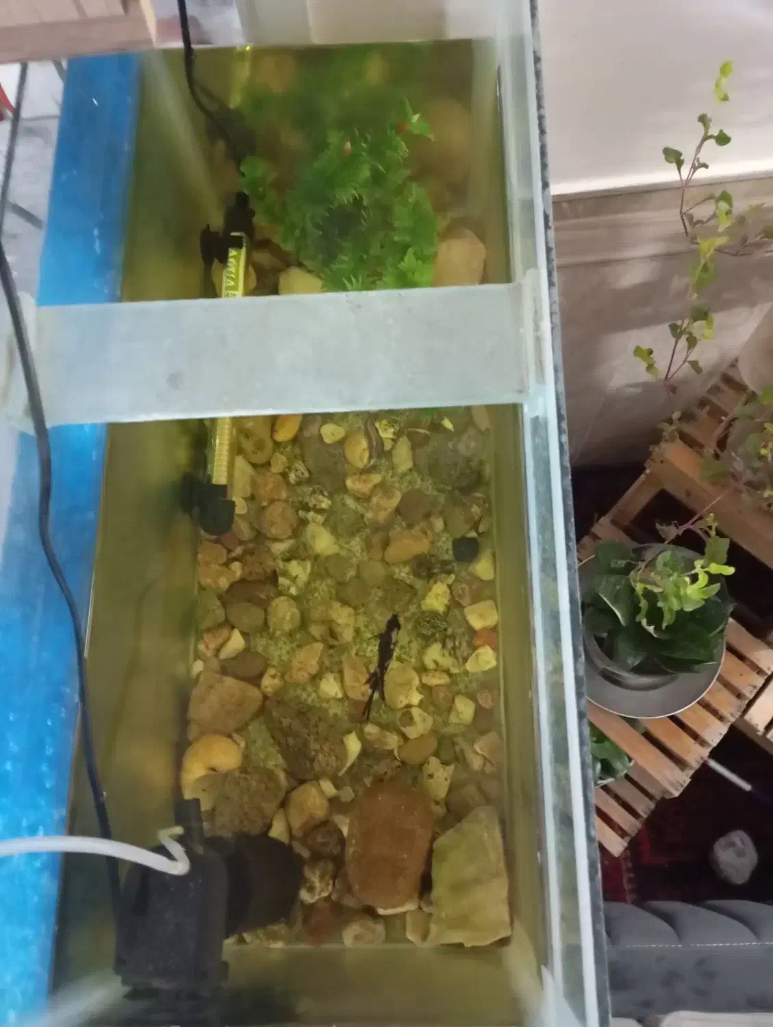 ماهی آکواریوم|ماهی|مشهد, کشاورز|دیوار