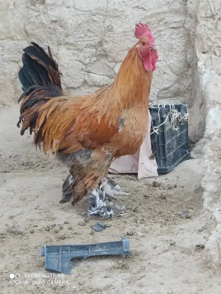 خروس برهما|حیوانات مزرعه|چرام, |دیوار