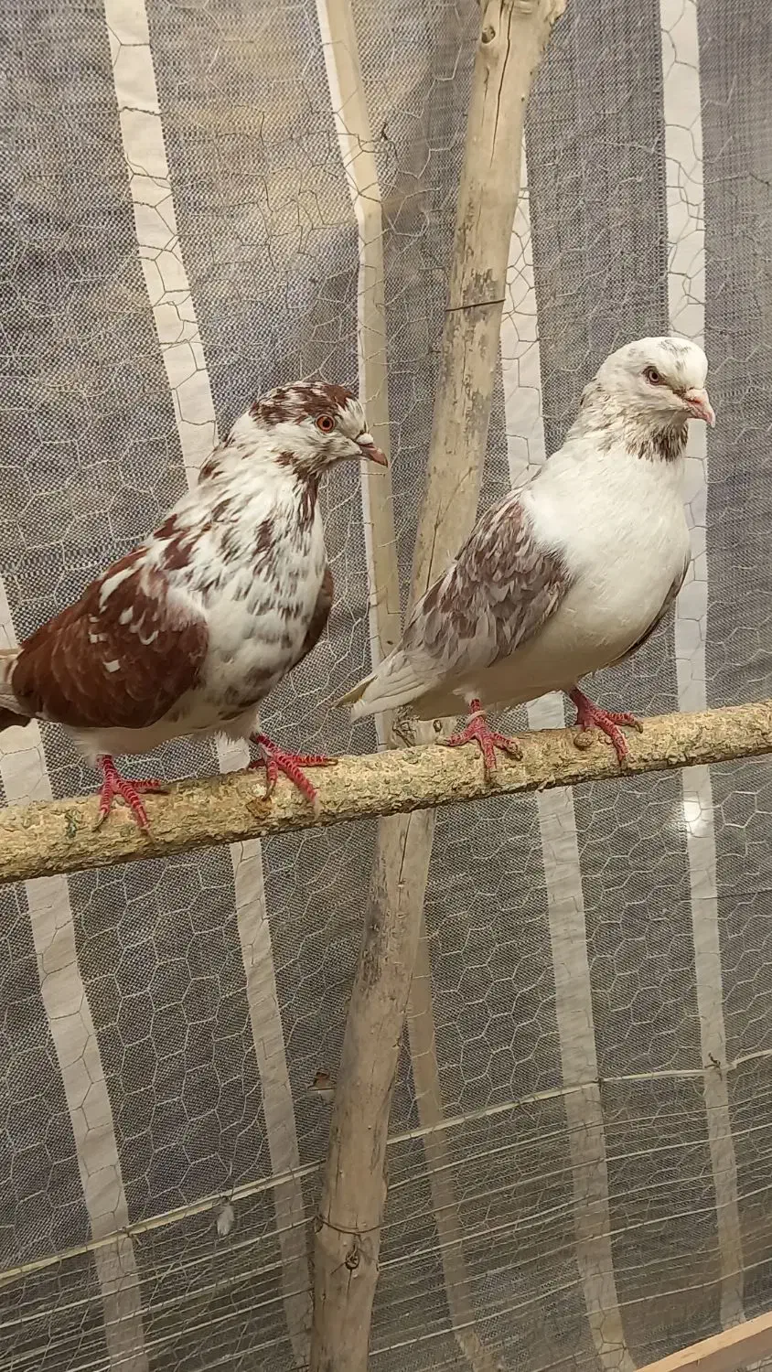 گرگی قرمز نرو ماده|پرنده|نوشین شهر, |دیوار