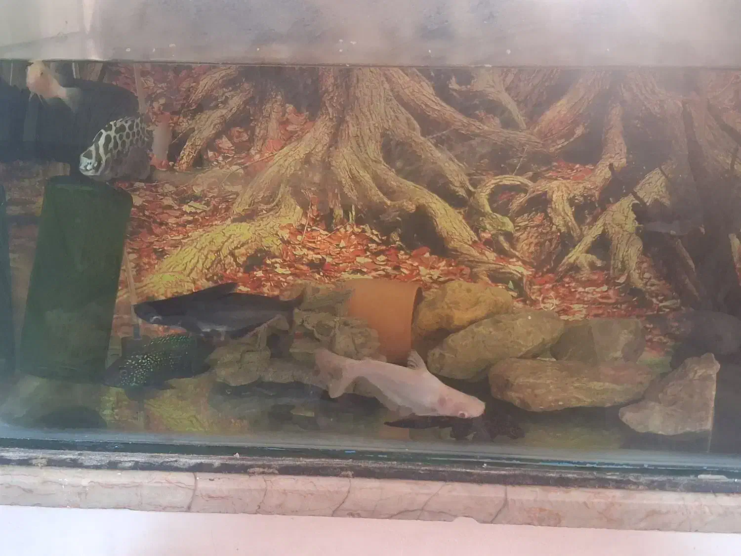 ماهی گوشت خوار|ماهی|مشهد, ایثار|دیوار