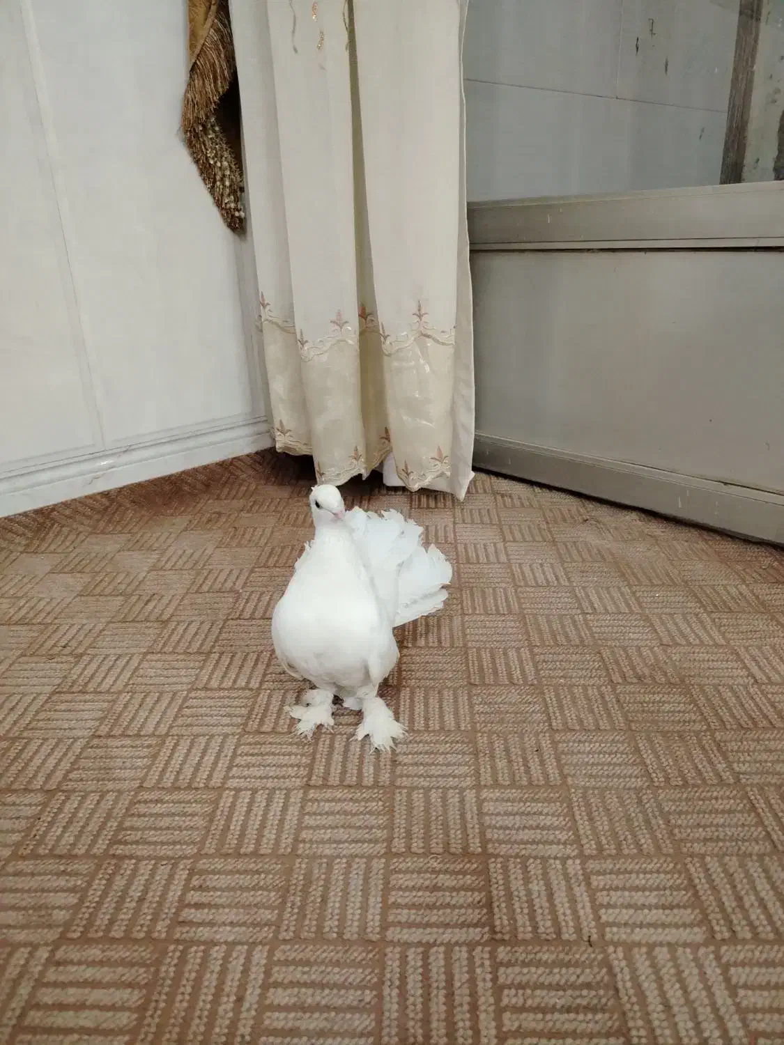 ماده چتری|پرنده|خمینی‌شهر, |دیوار