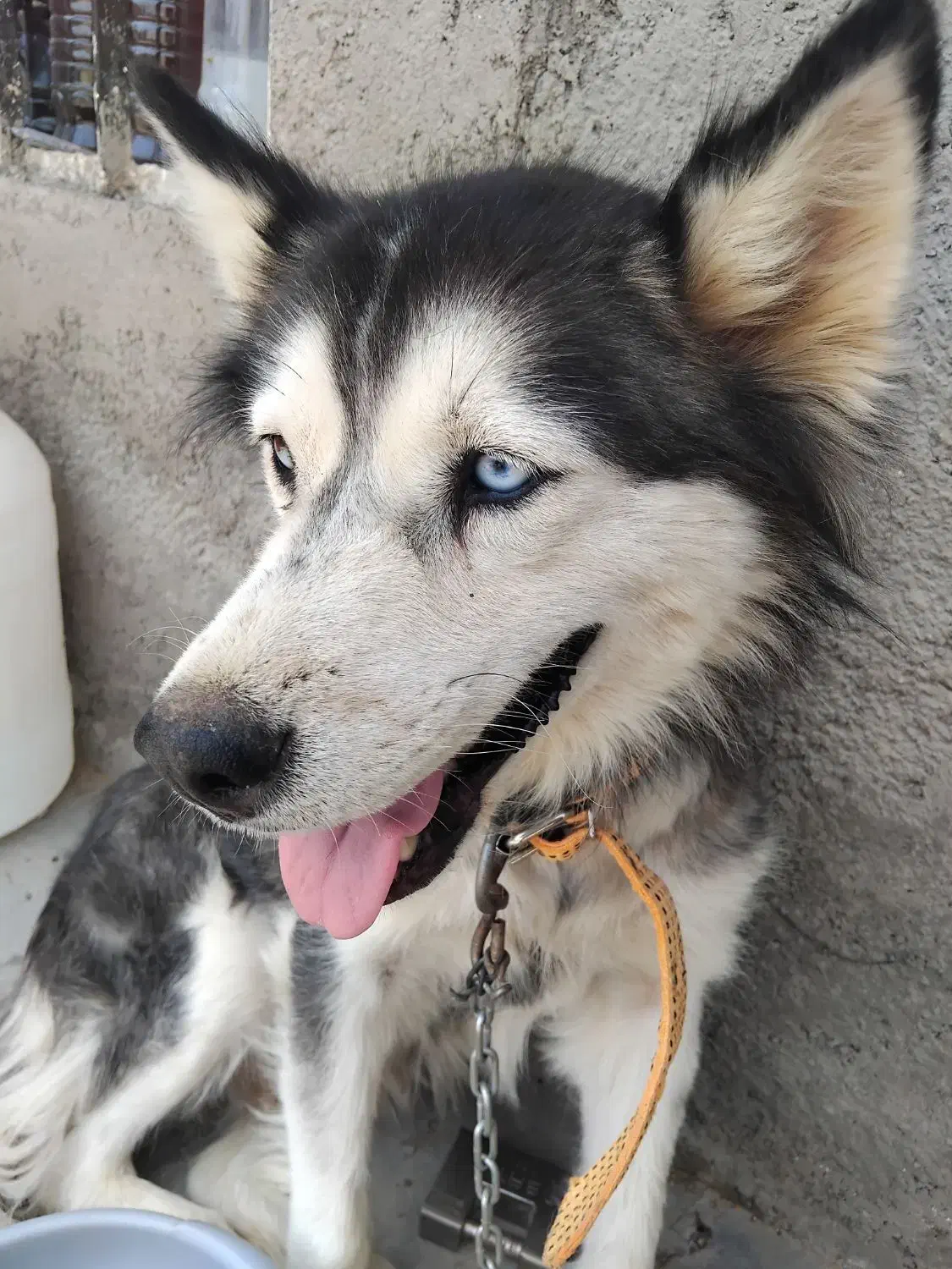 سگ هاسگی|سگ|قنوات, |دیوار