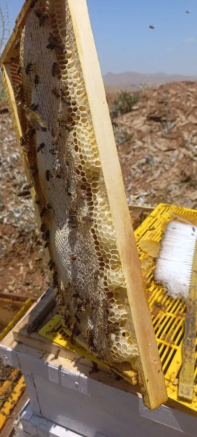 گلاب عسل کشمش|عمدهفروشی|سنندج, |دیوار