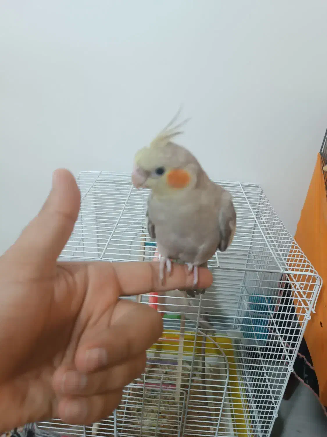 گمشده|حیوانات|تهران, مسعودیه|دیوار