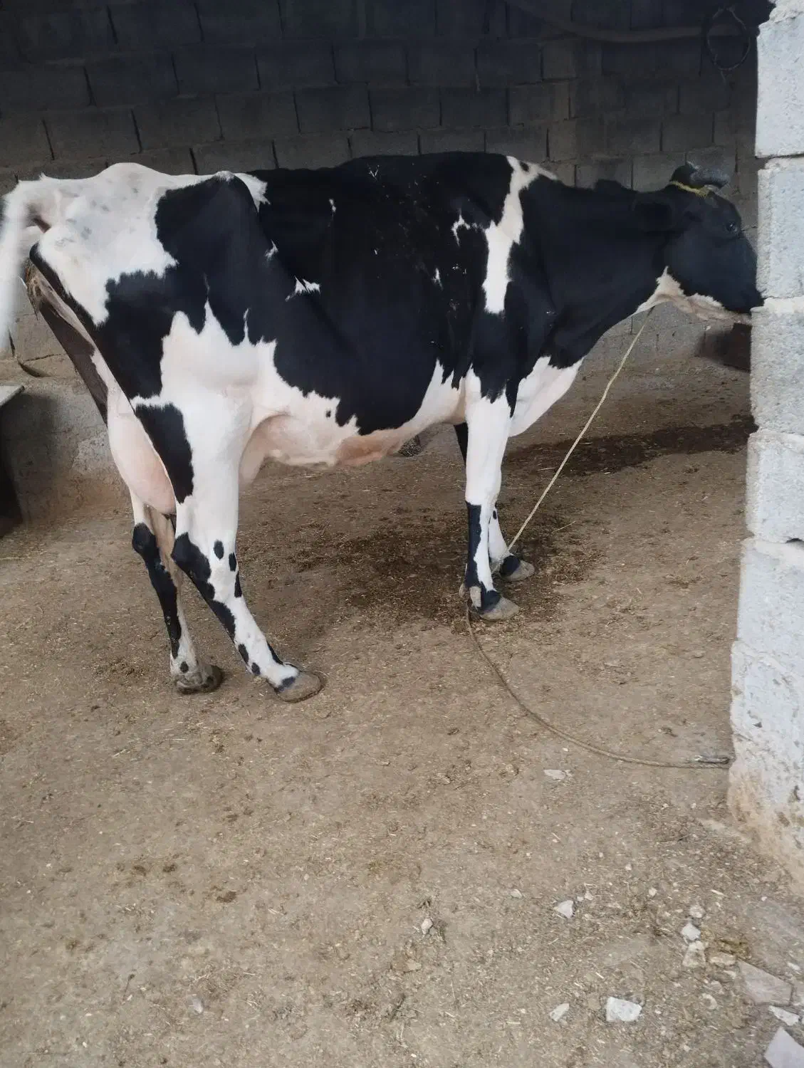 فروش دو گاو شیری با گوساله|حیوانات مزرعه|لامرد, |دیوار