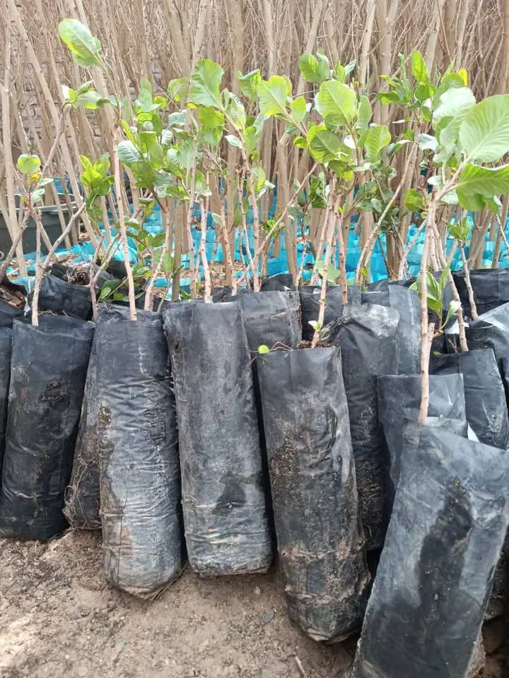 ارقام پسته ،گردو، بادام ،صنوبر نیگرای ترکیه کبوده|خدمات باغبانی و درختکاری|کرمان, |دیوار