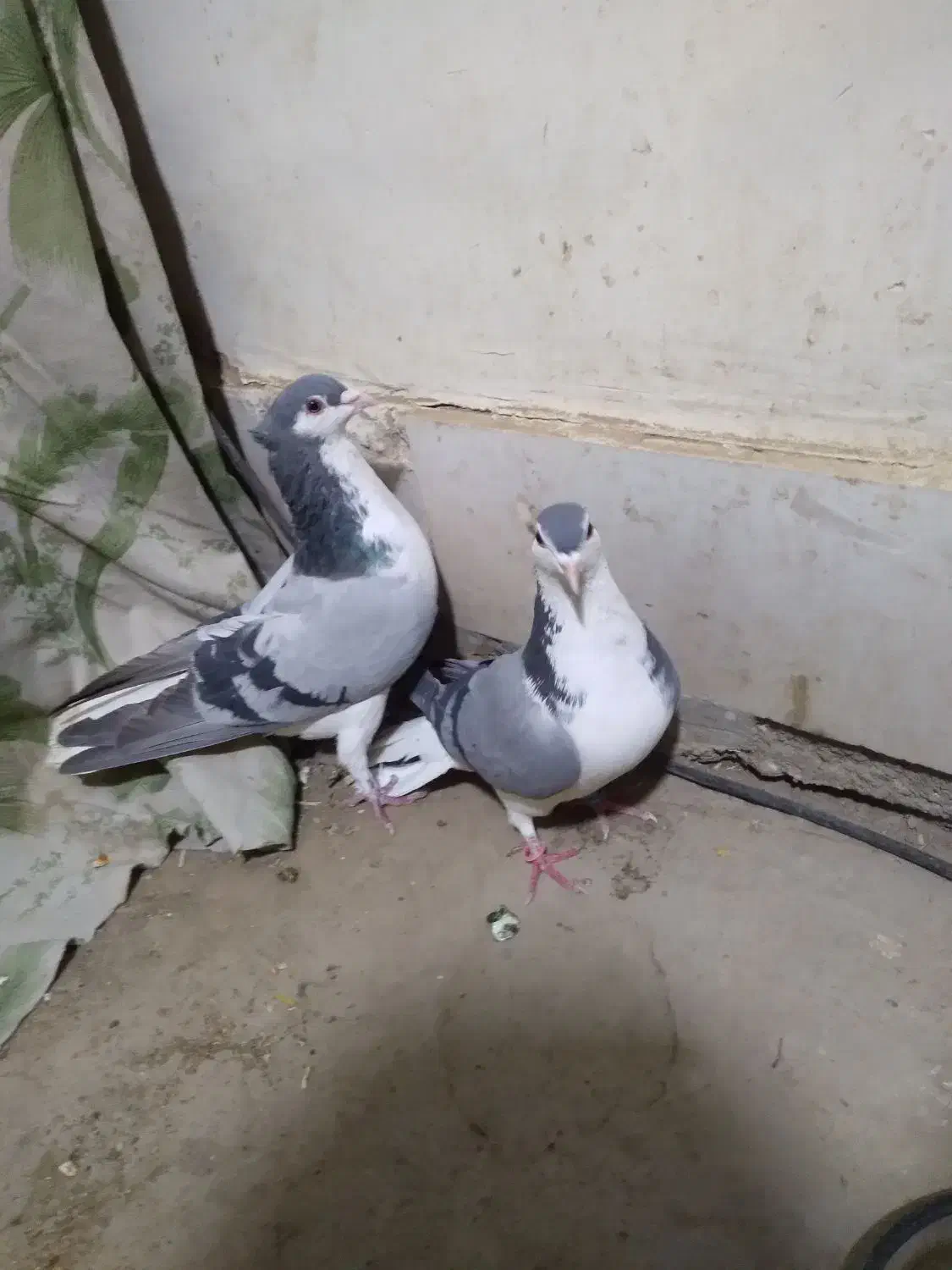 جفت دمگیر|پرنده|خمینیشهر, |دیوار