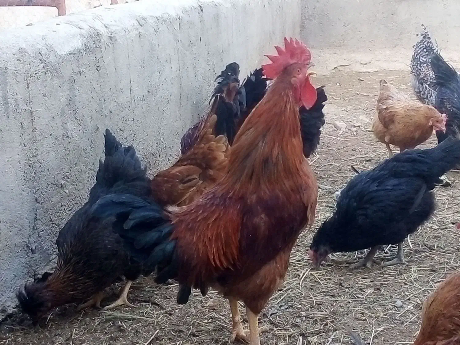 تعدادی خروس|حیوانات مزرعه|شیرینسو, |دیوار