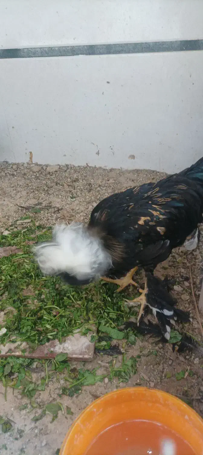 مرغ سلطان|حیوانات مزرعه|بندر دیر, |دیوار