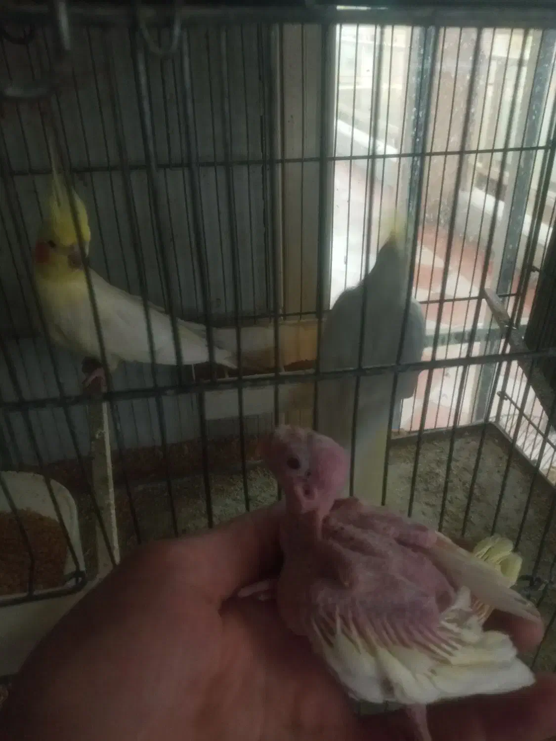 عروس هلندی|پرنده|اندیشه, اندیشه فاز ۵|دیوار