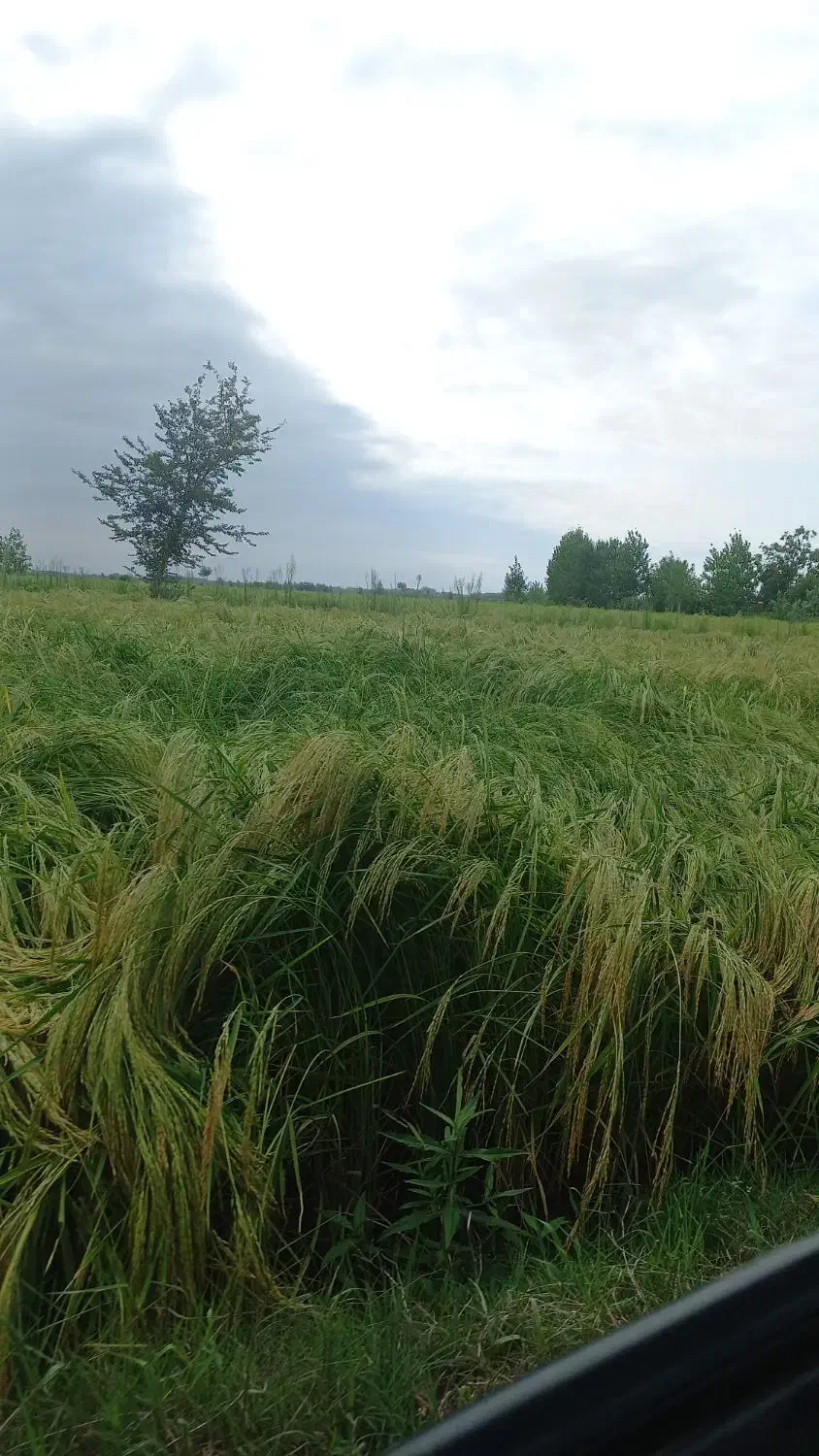 زمین کشاورزی شالیزار برنج|فروش زمین و ملک کلنگی|رودبنه, |دیوار