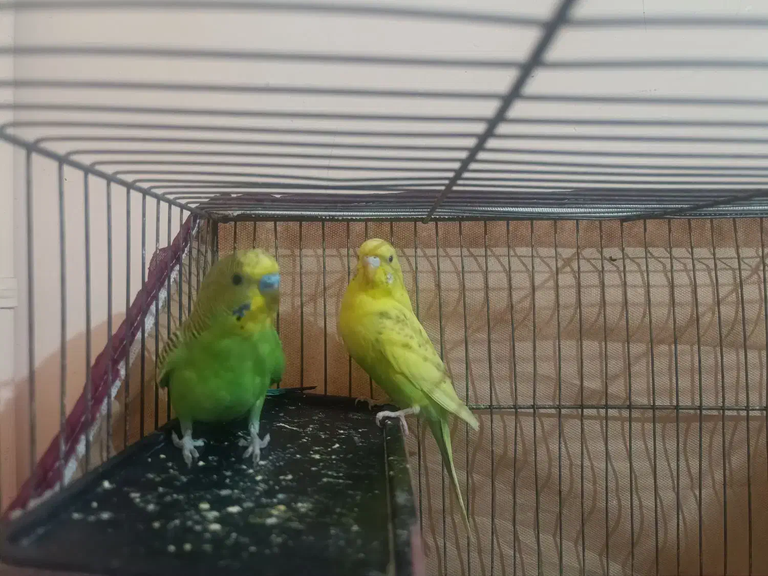 جفت مرغ عشق با قفس|پرنده|اردبیل, |دیوار