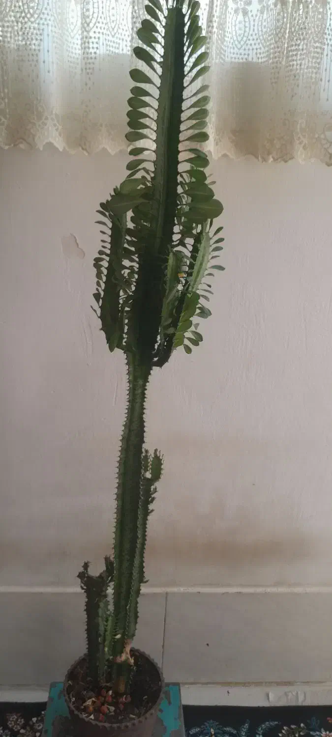 گل گل|گل و گیاه طبیعی|بروجرد, |دیوار