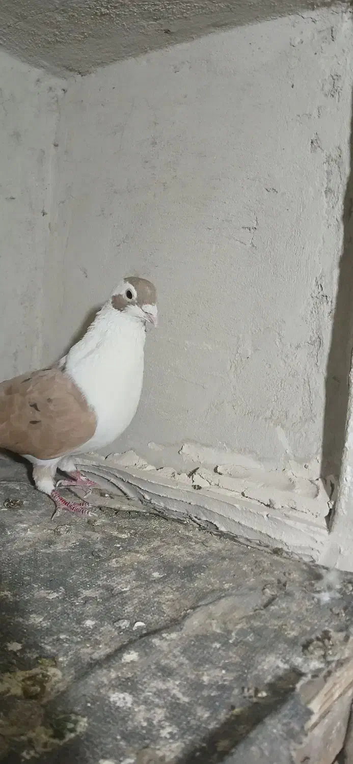 کفتر نر شیرازی|پرنده|دلیجان, |دیوار