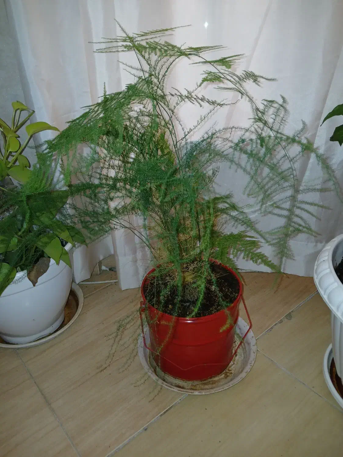 گل وگلدان|گل و گیاه طبیعی|کرج, شاهین‌ویلا|دیوار