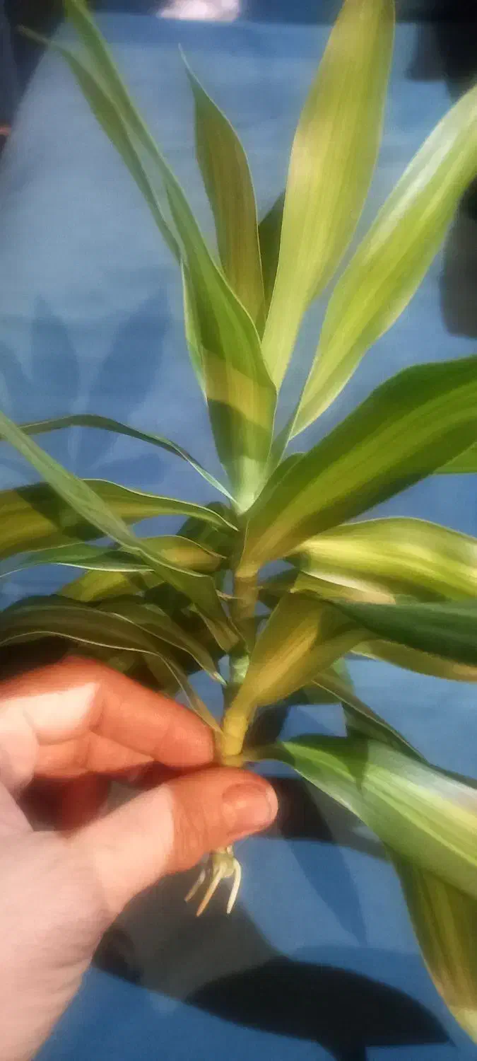 قلمه جوانه برگ انجیری،بامبوخاکی،..|گل و گیاه طبیعی|تهران, ابوذر|دیوار