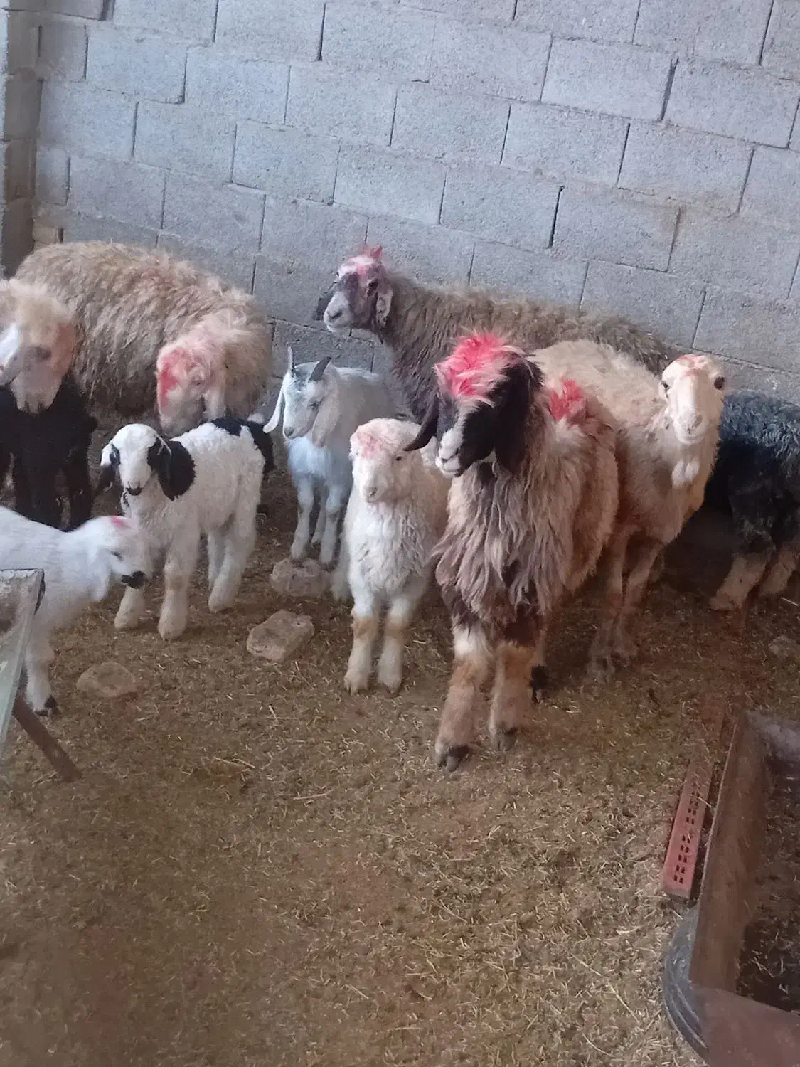 گوسفند|حیوانات مزرعه|مرودشت, محمد آباد|دیوار