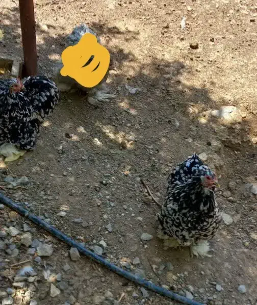 مرغ وخروس کوشین|حیوانات مزرعه|بوئین و میاندشت, |دیوار